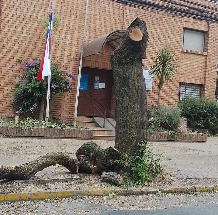 Municipalidad de Concepción solicitó al CGE paralizar la tala de árboles en pleno centro de la comuna