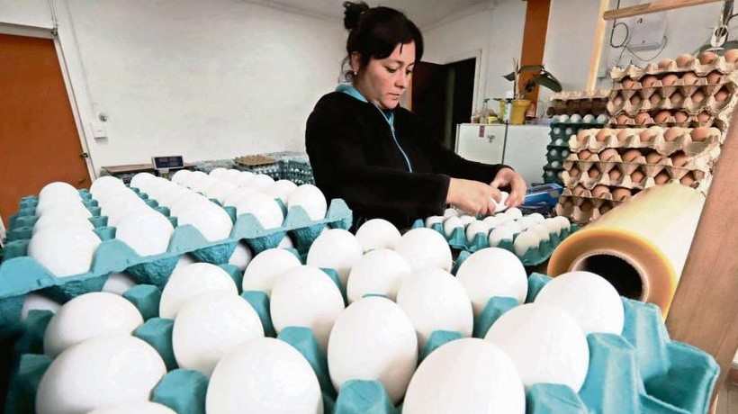 La Región de Ñuble se alza como líder nacional en la producción de huevos