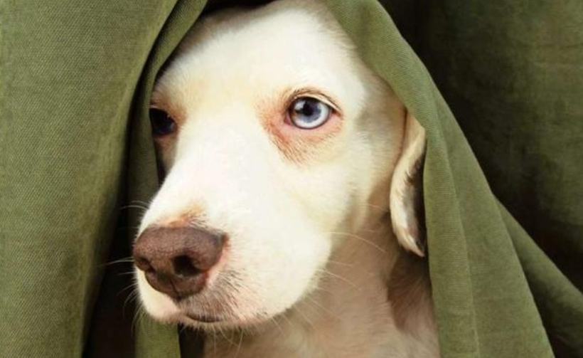 Qué es y cómo tratar el estrés postraumático en las mascotas