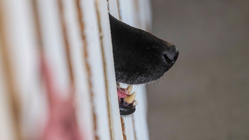Valparaíso: vecinos de El Vergel acusan que hombre estaría asesinando a perros