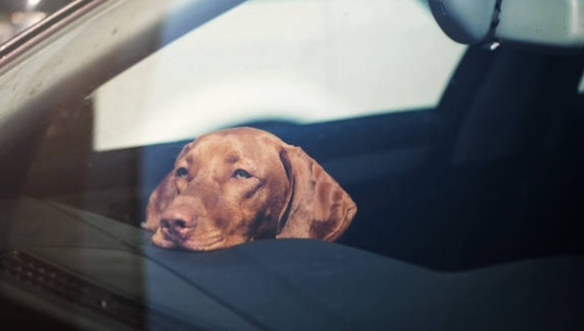 Estos son los nombres de perros y gatos más populares en Chile