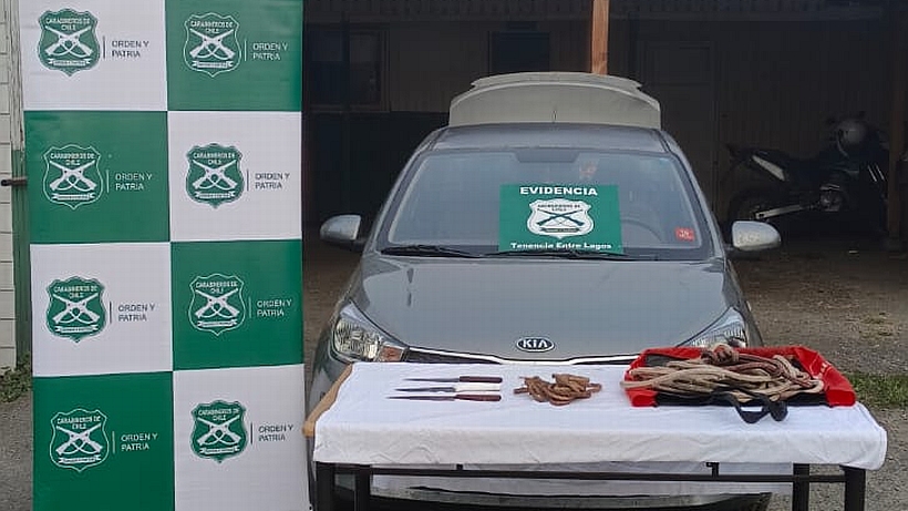 Pareja fue detenida con 400 kilos de carne de bovinos robados y faenados en Puyehue