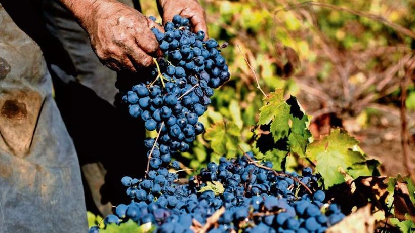 Viñateros de Ñuble solicitan ayuda del Congreso para enfrentar bajos precios de la uva