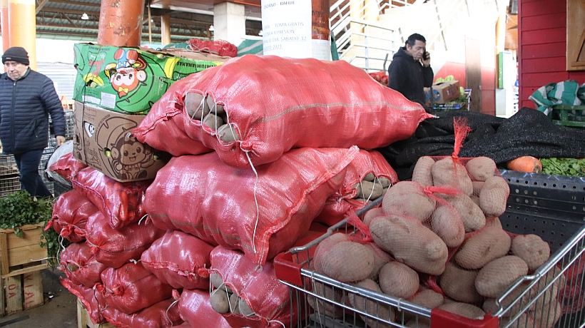 Aumento en la disponibilidad de papas en Osorno genera un fuerte descenso en el precio