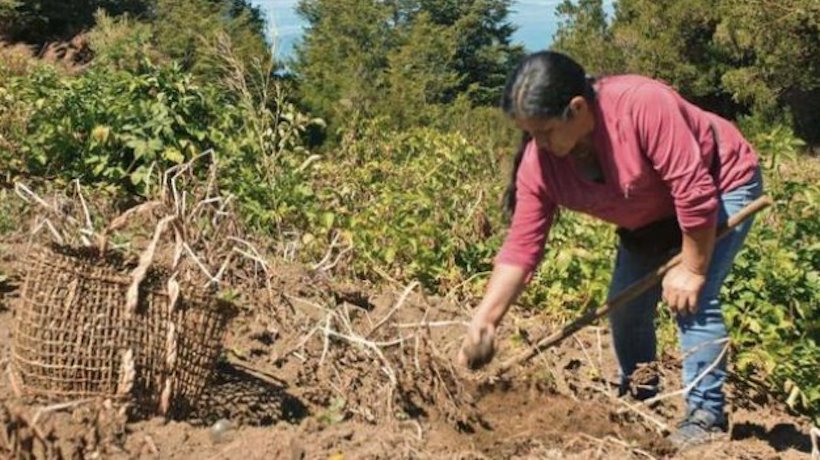Yolanda Millapichun, "la cuidadora de semillas de papas" que le teme al futuro