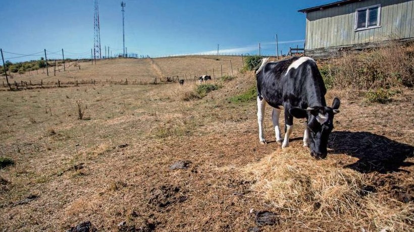 En Ñuble, ganadería afirma que costos y competencia afectan al rubro