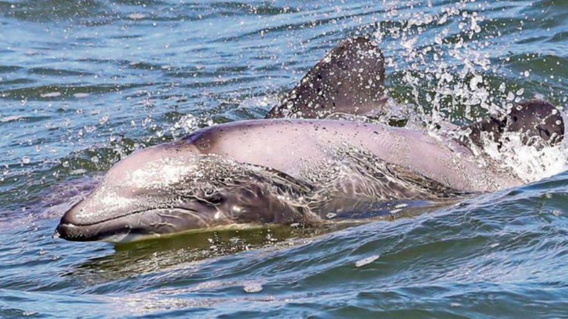 Delfines chilenos fueron avistados en la Bahía de Corral