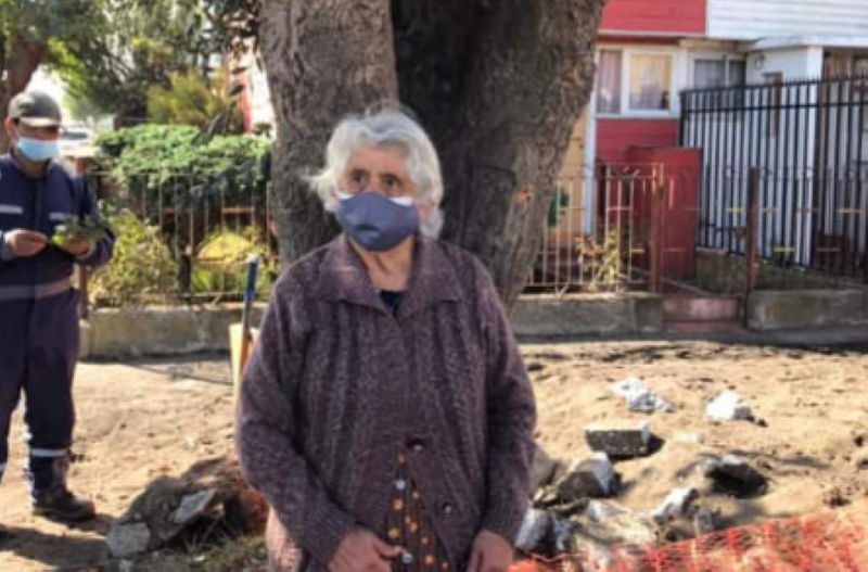 Talcahuano: se secó el histórico árbol defendido por adulta mayor en 2021