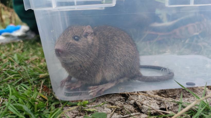 En la Reserva Isla Mocha encuentran a especie que se creía extinta desde 1959 En la Reserva Isla Mocha encuentran a especie que se creía extinta desde 1959