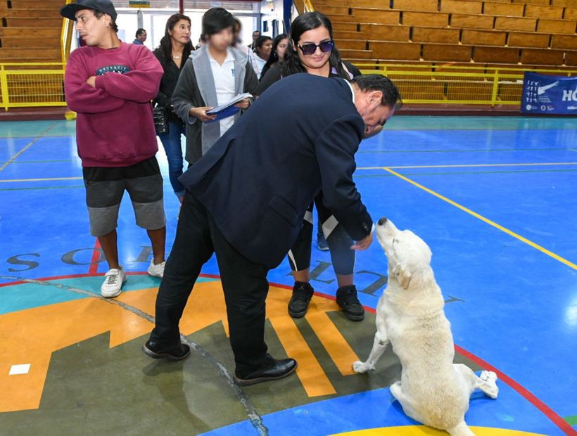 Más de dos mil mascotas serán esterilizadas en Alto Hospicio Más de dos mil mascotas serán esterilizadas en Alto Hospicio