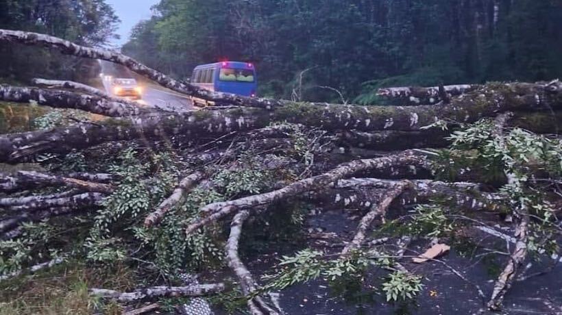 Esta mañana cayó árbol en Taiquemo por potentes ráfagas de viento