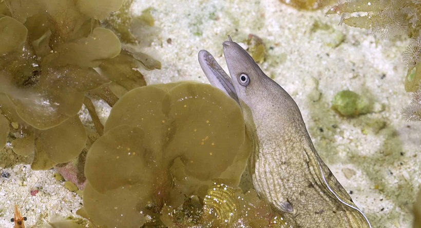 Buque científico descubrió 50 nuevas especies en 'montes submarinos' en litoral de zona norte
