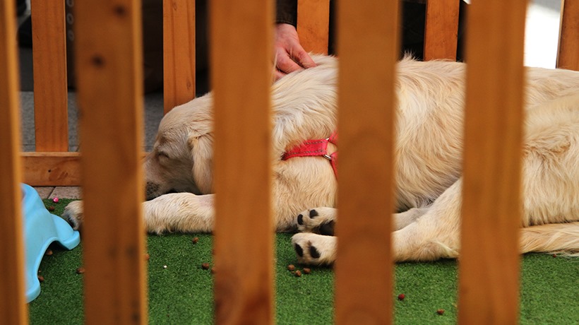 Diputados presentan proyecto "Ley Duque" para establecer permiso laboral por muerte de mascotas