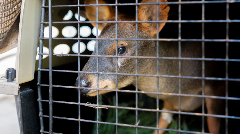 Pudú que fue atropellado en el Autopista del Itata completa su rehabilitación en su hábitat natural Pudú que fue atropellado en el Autopista del Itata completa su rehabilitación en su hábitat natural