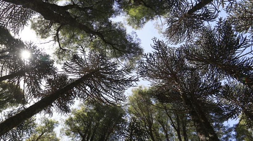 Bosque nativo en Biobío supera el 24,9% según datos del Instituto Forestal