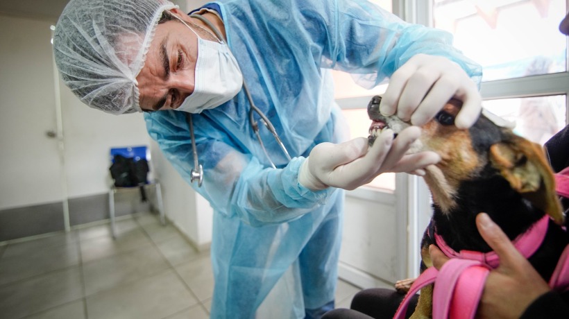 Chiguayante inició programa de 1000 esterilizaciones gratuitas para perros y gatos