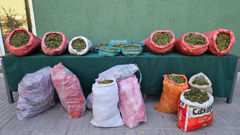 Descubren canchas de cultivo de marihuana en quebrada de La Ligua