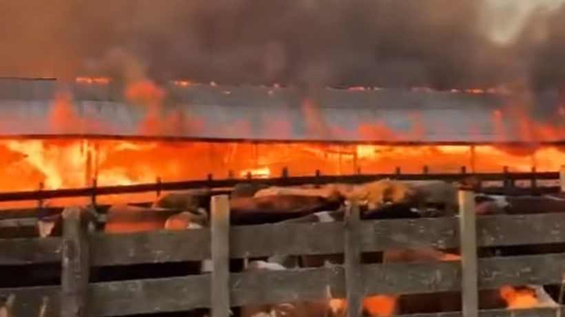 Bomberos trabajan en incendio que afecta a fundo Los Pellines en Los Muermos