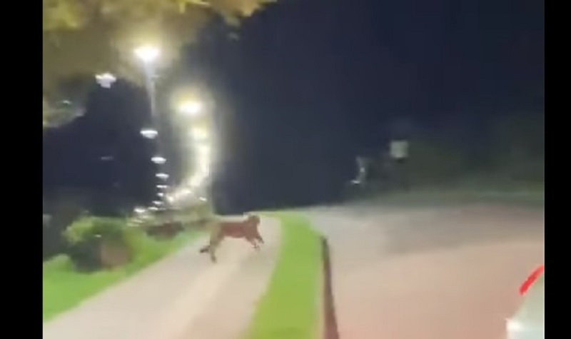 Captan a puma durante la noche del sábado en la Costanera de Lago Ranco
