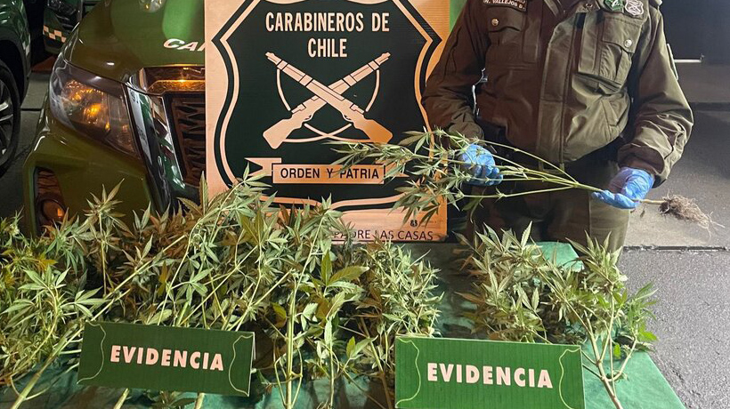 Detención de sujeto por VIF terminó con amplio decomiso de plantas de marihuana en Padre Las Casas