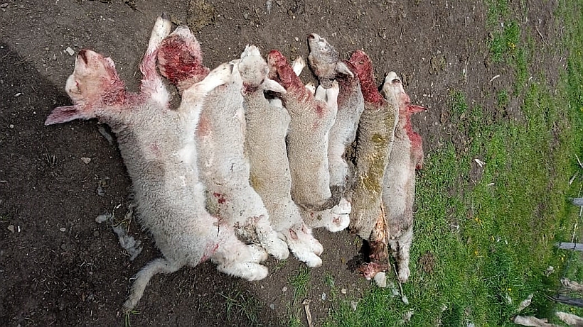 Diputados del distrito 26 piden que el Estado asuma el control de perros asilvestrados