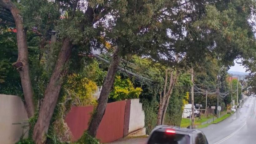 Realizan poda y corte de árboles en Puerto Varas para evitar accidentes en la vía públicaL Realizan poda y corte de árboles en Puerto Varas para evitar accidentes en la vía públicaL