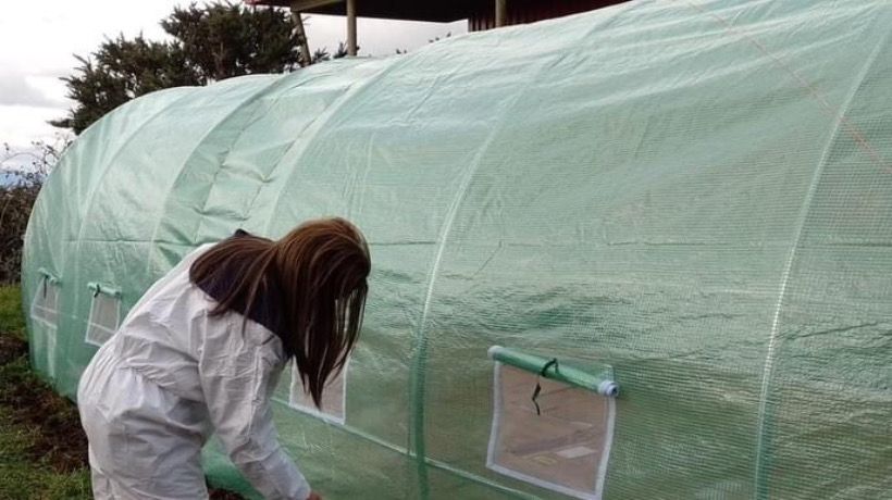 Instalan invernadero en el Liceo Politécnico de Mirasol Instalan invernadero en el Liceo Politécnico de Mirasol