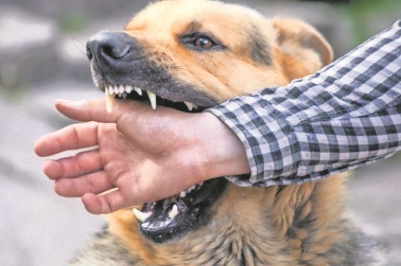 1.949 personas fueron mordidas por perros durante 2023 en Calama 1.949 personas fueron mordidas por perros durante 2023 en Calama