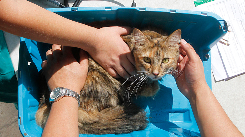 Valparaíso tendrá su primera Clínica Veterinaria Municipal