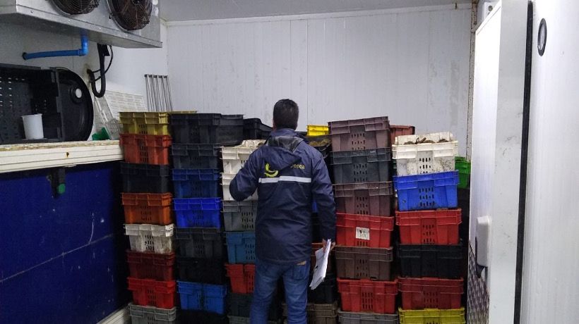 Descubren almacenamiento ilegal de erizos y redes caladas en río Pudeto y Castro
