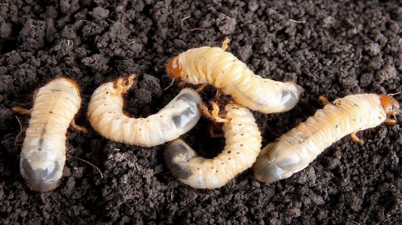 Gobierno Regional de los Lagos destinará más de 300 millones en recursos para combatir plaga del gusano blanco en Chiloé