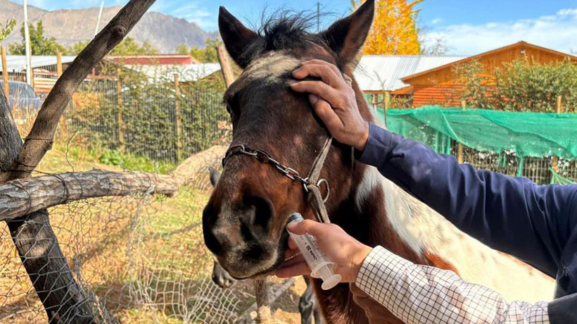 Centro Veterinario Municipal de Calle Larga estará atendiendo a animales mayores o de granja la próxima semana