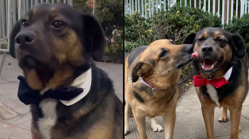 ¡Qué elegancia!: perritos fueron vestido con corbatín para la tercera Cuenta Pública del Presidente Boric