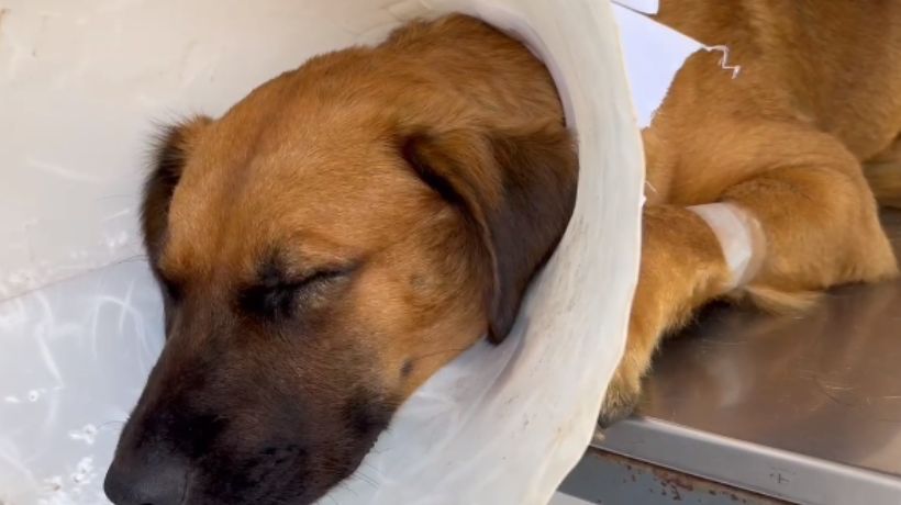 Diputado de Antofagasta exige aprobación de Ley de protección animal tras caso de perro lanzado desde un tercer piso de un liceo