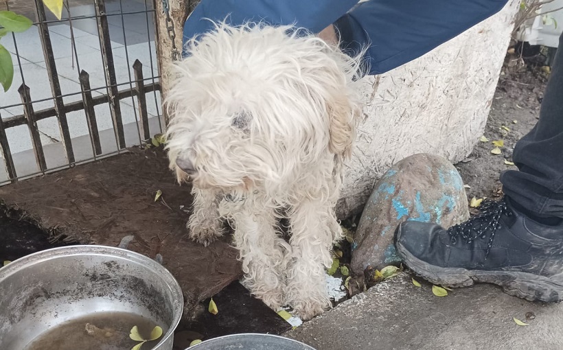 Bidema de la PDI Temuco rescató nuevamente una mascota víctima de maltrato