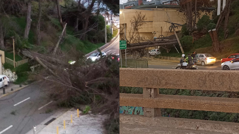 Reportan caída de árboles en Av. Borgoño en Reñaca: se mantiene tránsito suspendido Reportan caída de árboles en Av. Borgoño en Reñaca: se mantiene tránsito suspendido