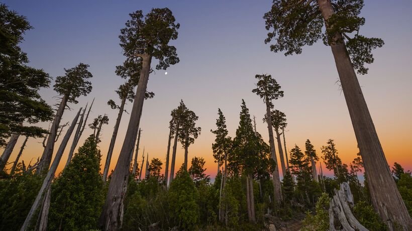 Dos de los tres alerces vivos más antiguos están en la Reserva Costera Valdiviana Dos de los tres alerces vivos más antiguos están en la Reserva Costera Valdiviana