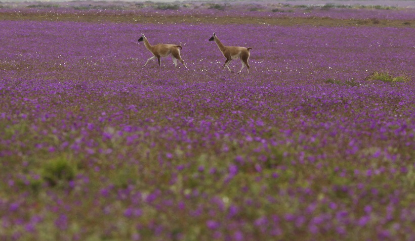 Polémica en redes sociales por supuesto adelanto del Desierto Florido en Atacama