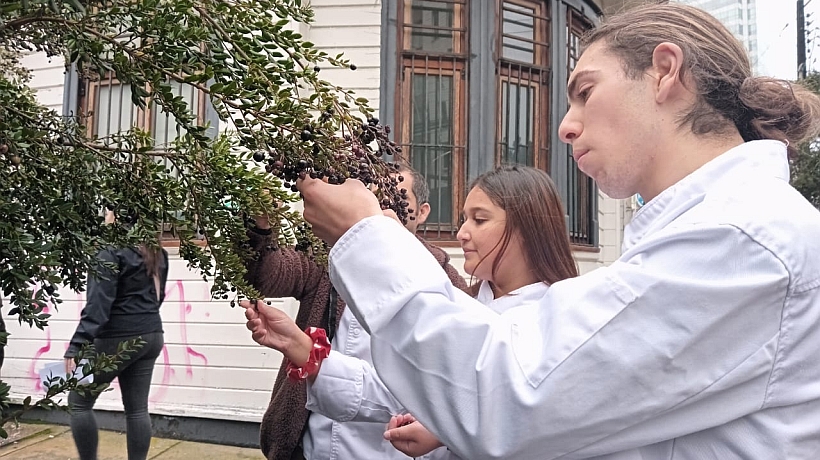 Alumnos secundarios de Puerto Montt crearon mistela con fruto del arrayán