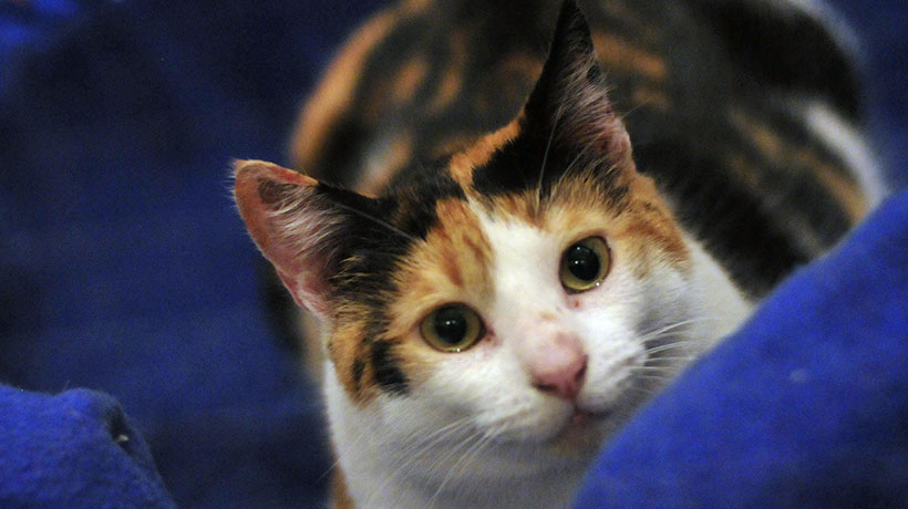 “Michi Universo”: municipalidad de Victoria invita a participar en concurso fotográfico de gatos