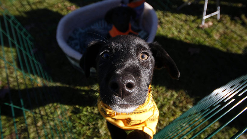 Villa Alemana tendrá la primera Expo Mundo Canino: se podrá adoptar mascotas y más