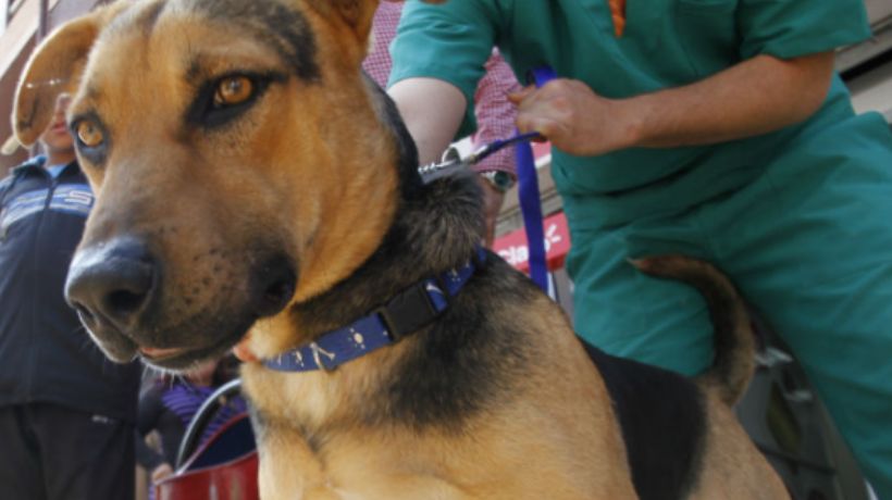 Adiós a 'Dientes de Sable': murió icónico perro que puso en jaque a automovilistas del centro de Antofagasta