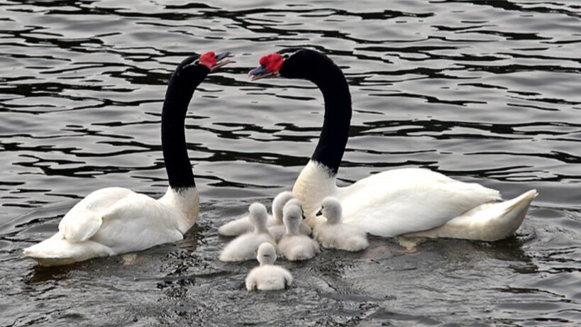 Preocupante cifra: 154 cisnes de cuello negro han muerto durante el 2024