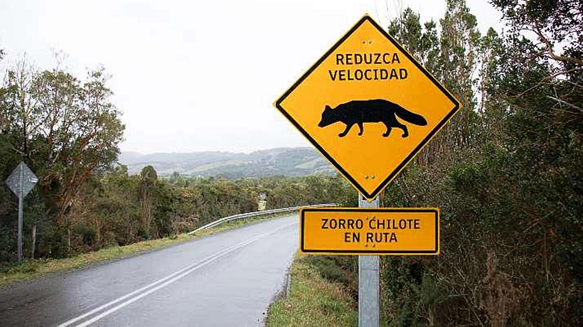 Instalarán 25 letreros en caminos de Chiloé para alertar presencia de fauna silvestre Instalarán 25 letreros en caminos de Chiloé para alertar presencia de fauna silvestre