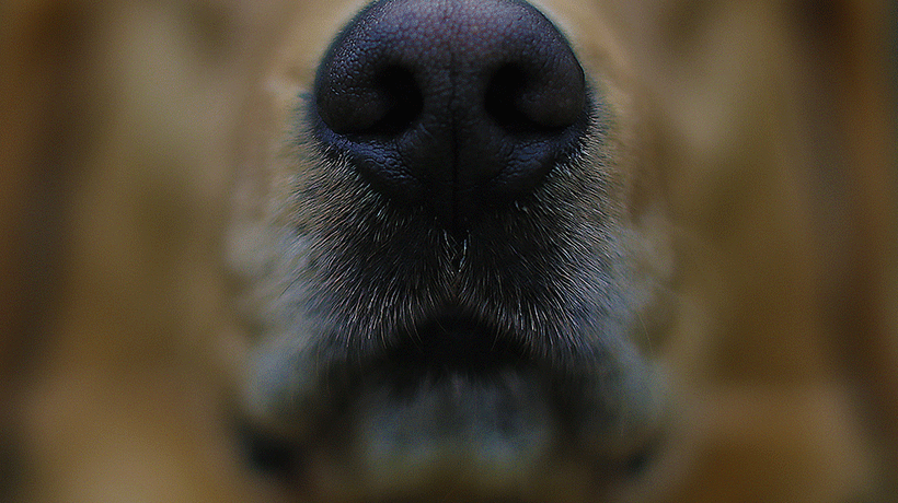 Anuncian nuevo taller de adiestramiento canino en Temuco: revisa dónde inscribirte