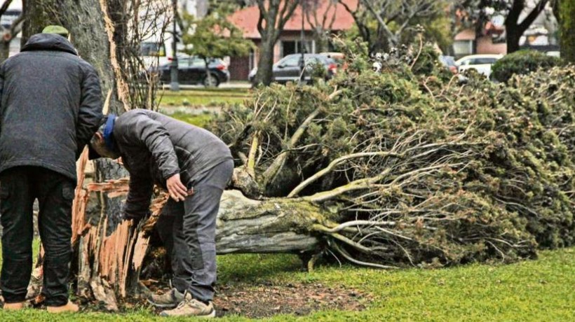 Cortes de energía e intensas rachas de viento se registran debido al temporal en Ñuble