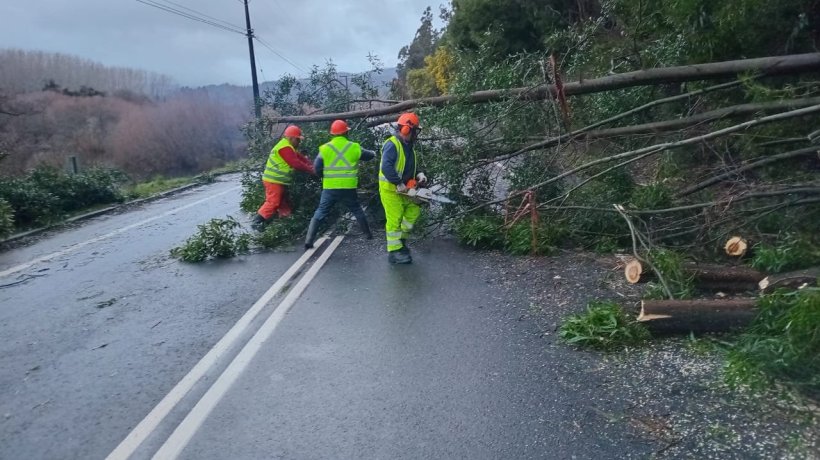 Apuntan a la duración de las rachas de viento como factor de mayor impacto tras lluvias en el Biobío