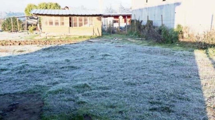 Alerta por heladas y "lluvias frías" en el agro de la región de Ñuble
