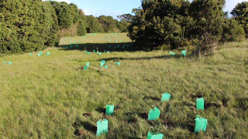 Talcahuano: Parque Tumbes inicia primera etapa de rehabilitación ecológica con la plantación de más de 1.200 árboles nativos Talcahuano: Parque Tumbes inicia primera etapa de rehabilitación ecológica con la plantación de más de 1.200 árboles nativos