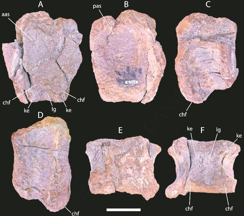 Luego de 40 años identifican fósil de Atacama como uno de los más antiguos de Sudamérica